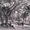 Πως εξαφανίστηκαν τα αηδόνια του Βασιλικού Κήπου